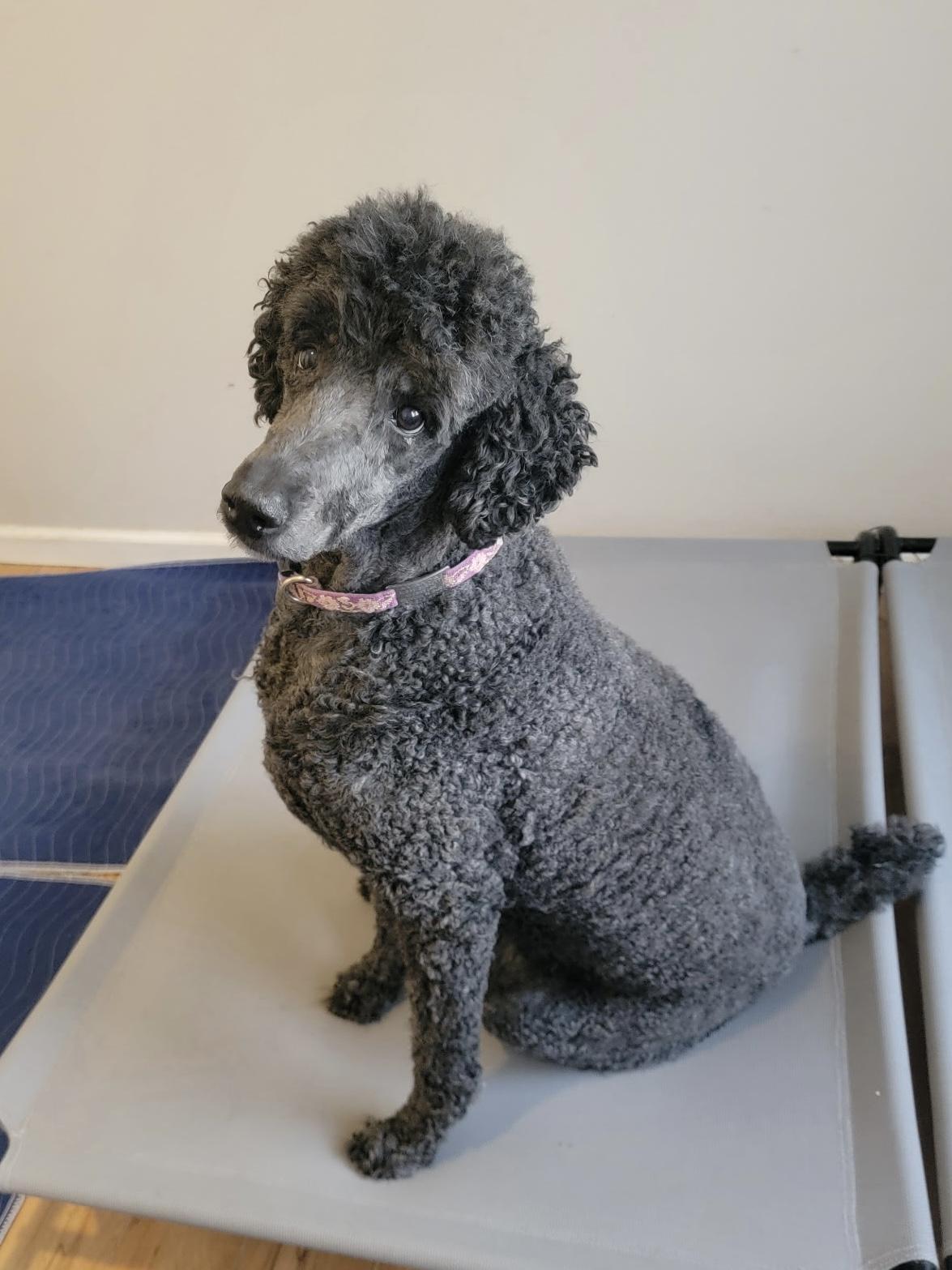 Amanda, ADOPTABLE, Senior Female Standard Poodle.