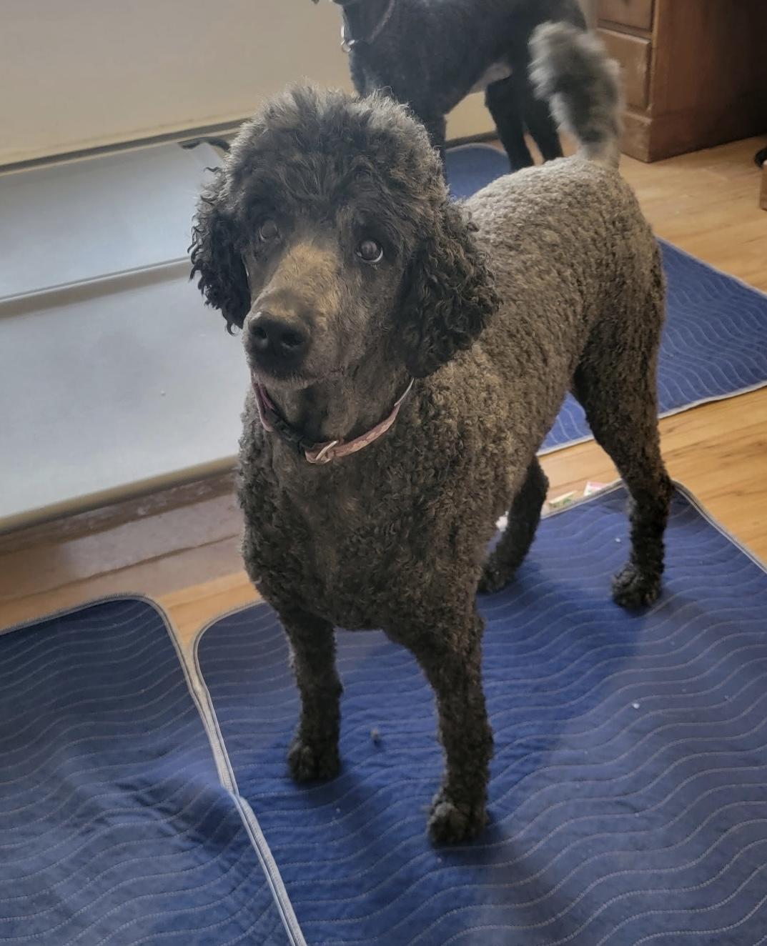 Amanda, a ADOPTABLE Standard Poodle in Greentown, PA image 2/2
