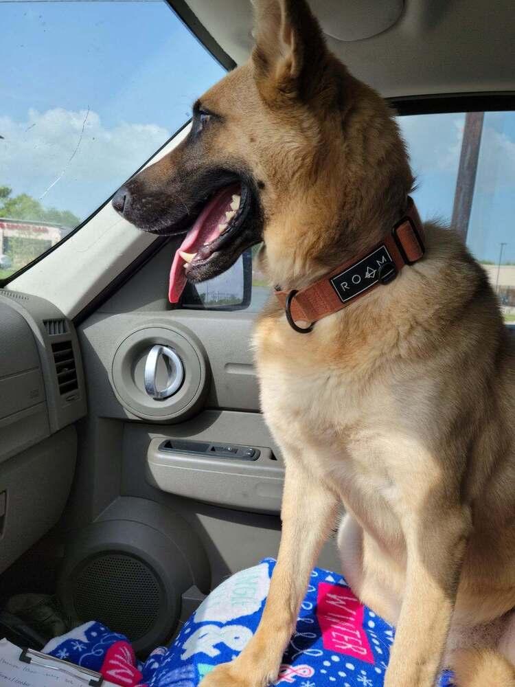 Enlarge Irwin, a Adoptable mixed breed in San Leon, TX image 2/6