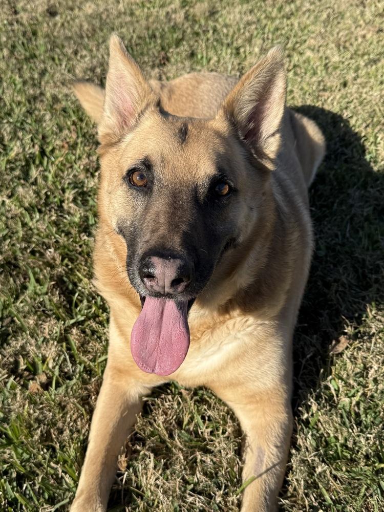 Enlarge Irwin, a Adoptable mixed breed in San Leon, TX image 3/6