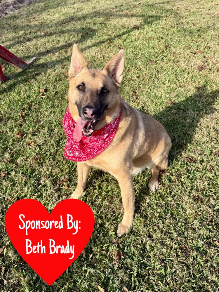 Enlarge Irwin, a Adoptable mixed breed in San Leon, TX image 4/6