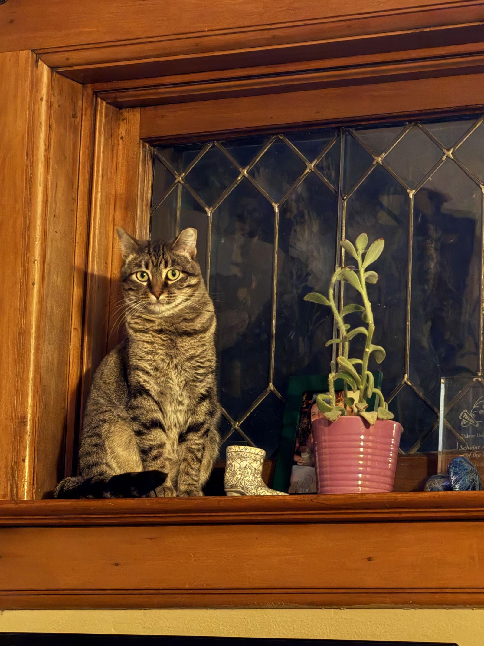 Monica Gallagher, Adoptable, Adult Female Domestic Short Hair.