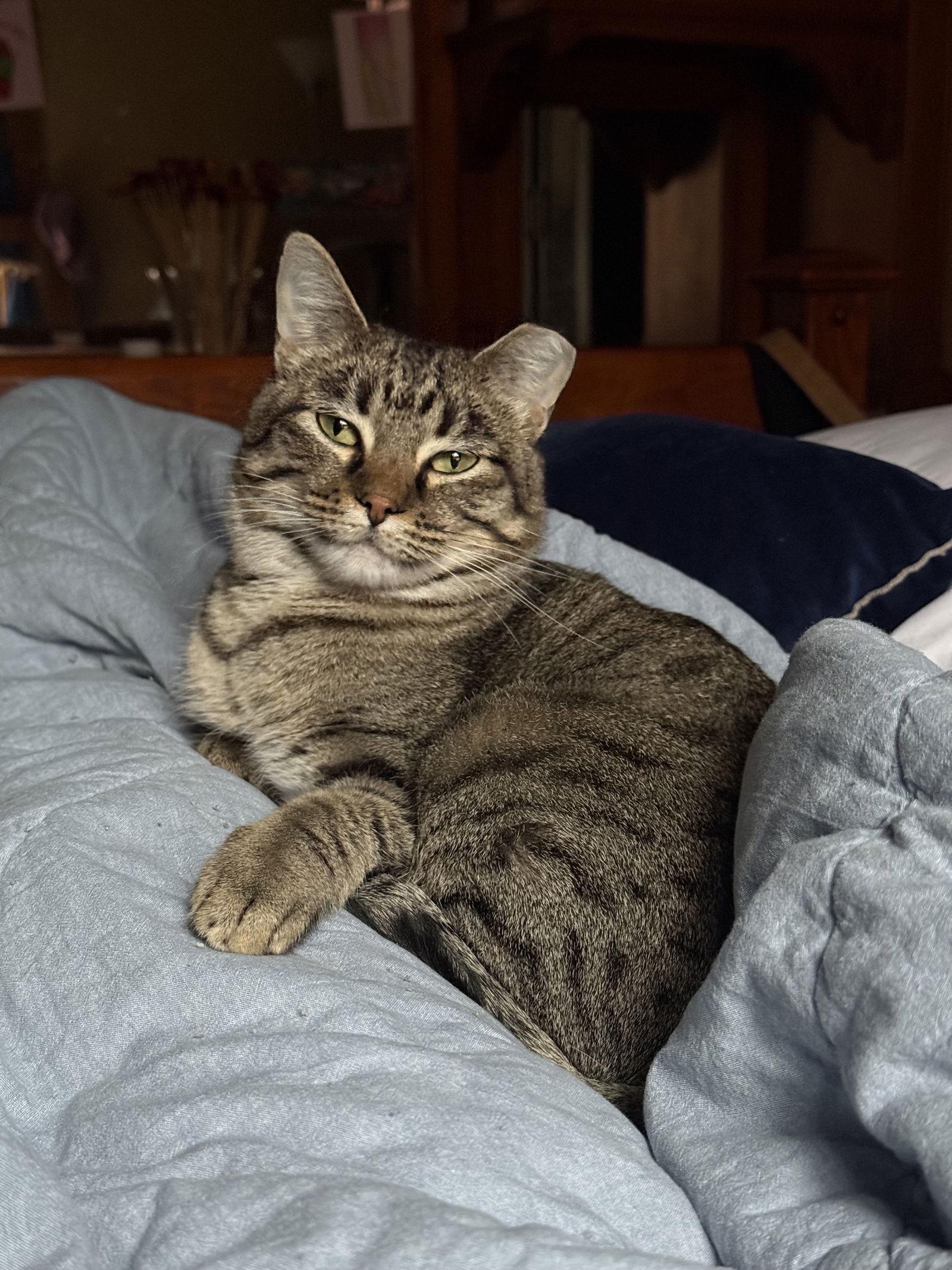 Monica Gallagher, a Adoptable Domestic Short Hair in Aurora, CO image 2/3