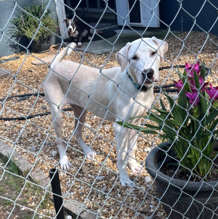 Enlarge Cheddar, an adopted mixed breed in Inverness, FL image 4/5