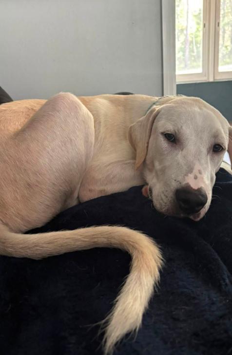 Enlarge Cheddar, an adopted mixed breed in Inverness, FL image 5/5