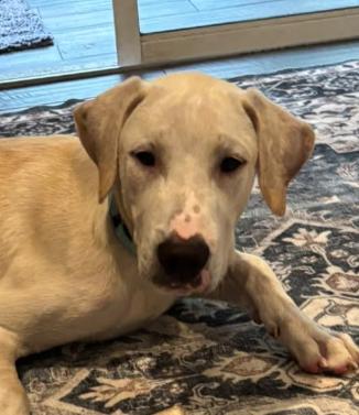 Enlarge Cheddar, an adopted mixed breed in Inverness, FL image 2/5