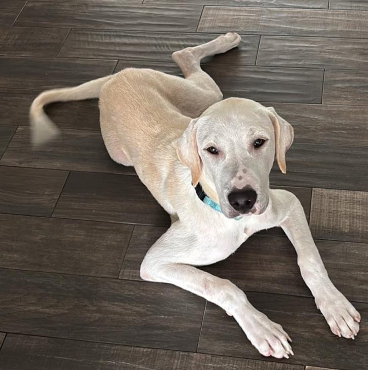 Cheddar, adopted, Young Male Labrador Retriever.