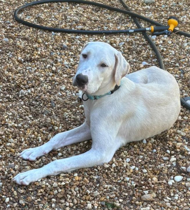 Enlarge Cheddar, an adopted mixed breed in Inverness, FL image 3/5