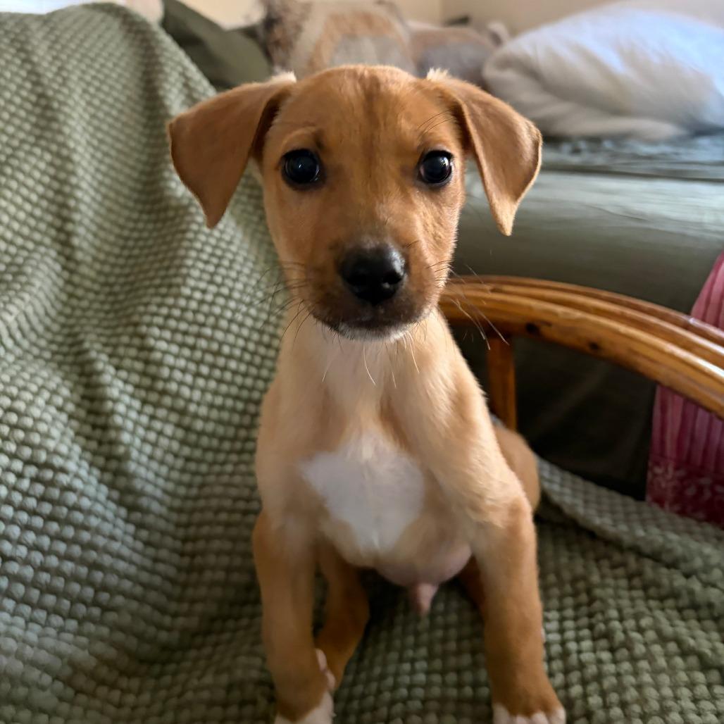 Enlarge Tinsel, a Adoptable Mixed Breed in Durham, NC image 2/6