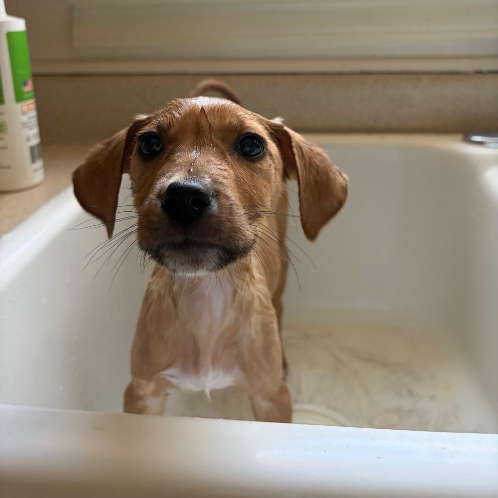 Enlarge Tinsel, a Adoptable Mixed Breed in Durham, NC image 3/6