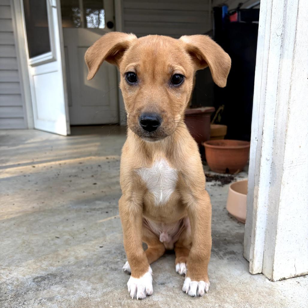 Enlarge Tinsel, a Adoptable Mixed Breed in Durham, NC image 5/6