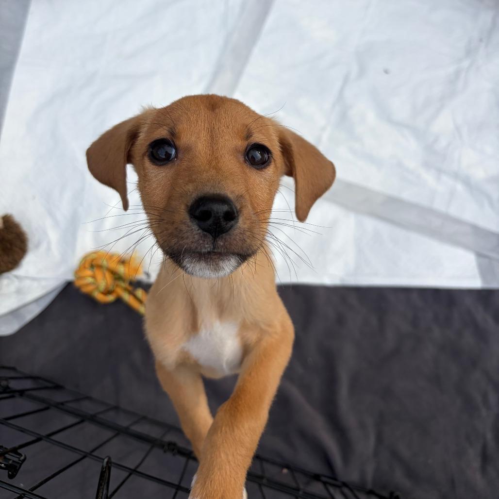 Enlarge Tinsel, a Adoptable Mixed Breed in Durham, NC image 6/6