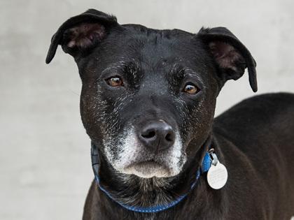 Ozzy, Adoptable, Adult Male Mixed Breed & Mixed Breed.