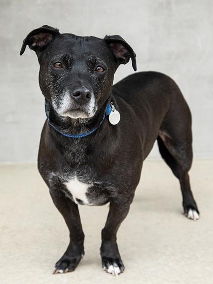 Enlarge Ozzy, a Adoptable mixed breed in Longmont, CO image 2/2