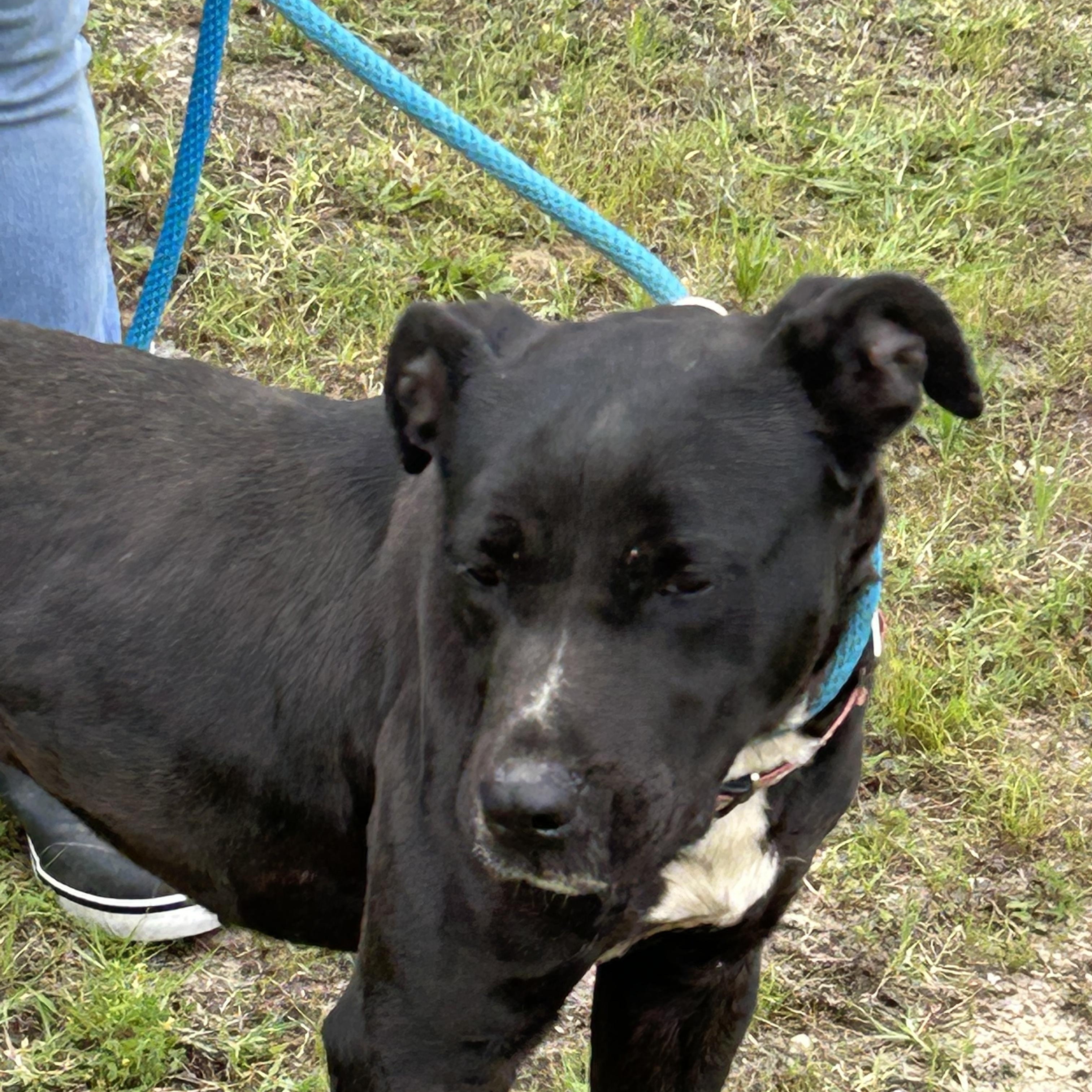 Enlarge Cardi, a Adoptable Pit Bull Terrier in Charles City, VA image 1/5