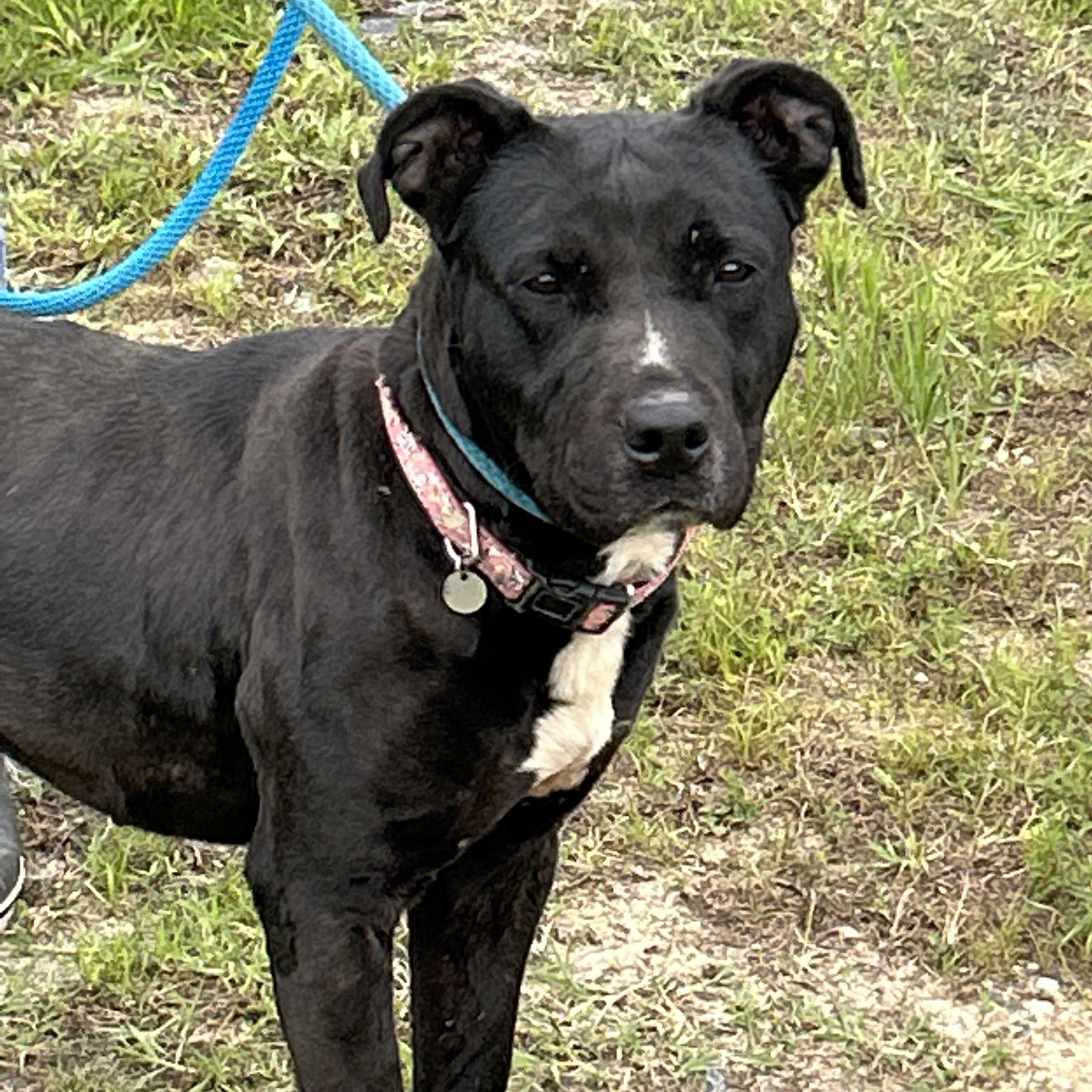Enlarge Cardi, a Adoptable Pit Bull Terrier in Charles City, VA image 3/5