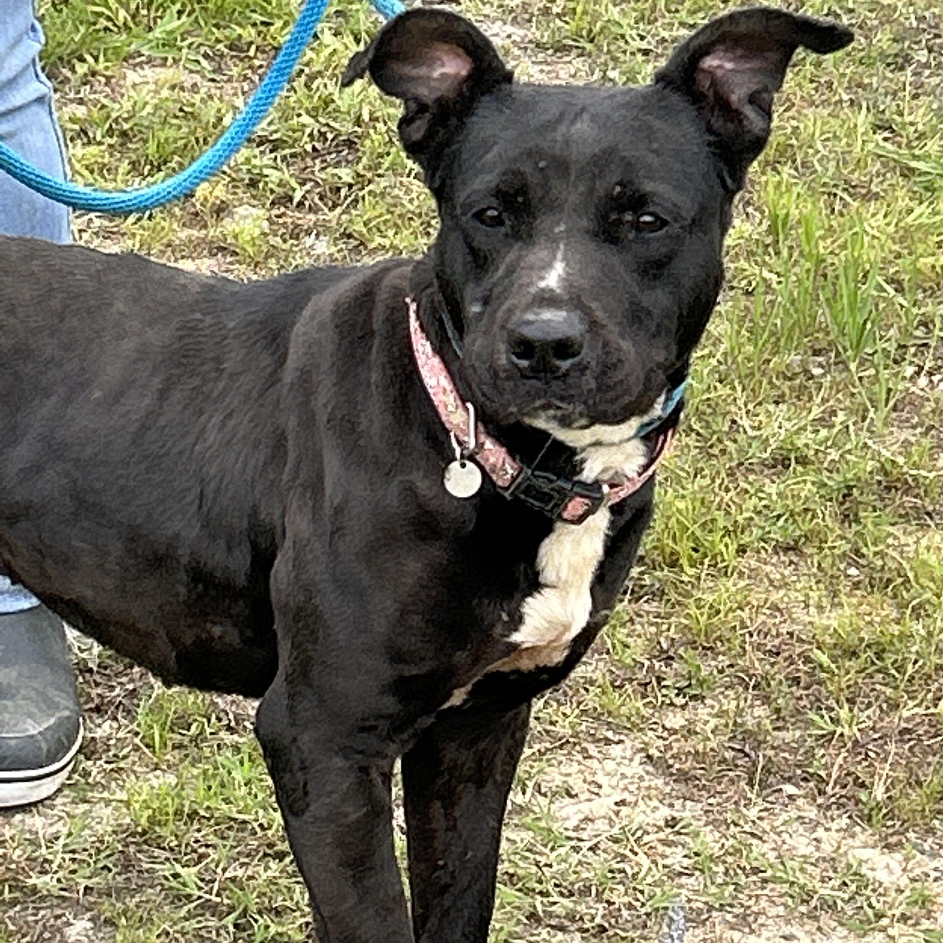 Enlarge Cardi, a Adoptable Pit Bull Terrier in Charles City, VA image 4/5
