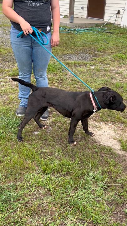 Enlarge Cardi, a Adoptable Pit Bull Terrier in Charles City, VA video 5/5