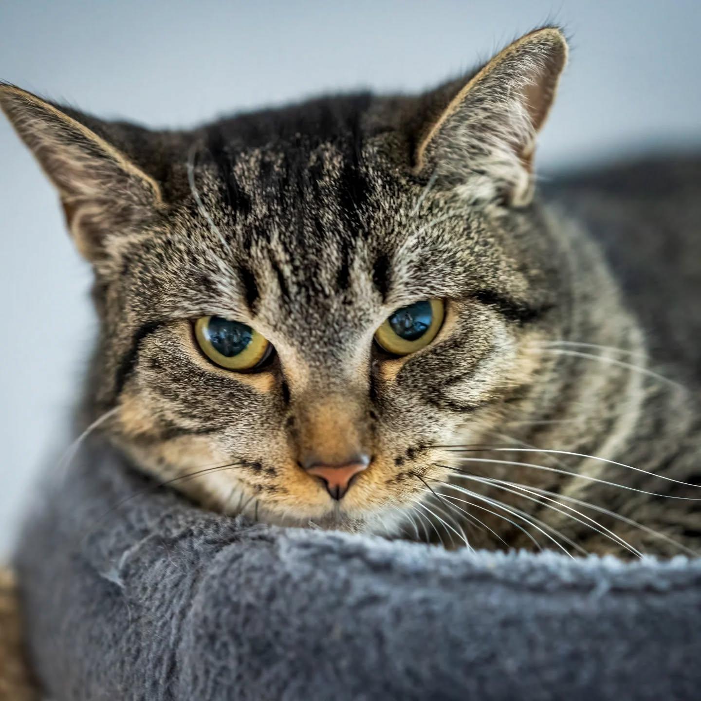Pickles (very shy girl. great with other cats. playful. no fee.), a Adoptable Domestic Short Hair in HANSON, MA image 1/4