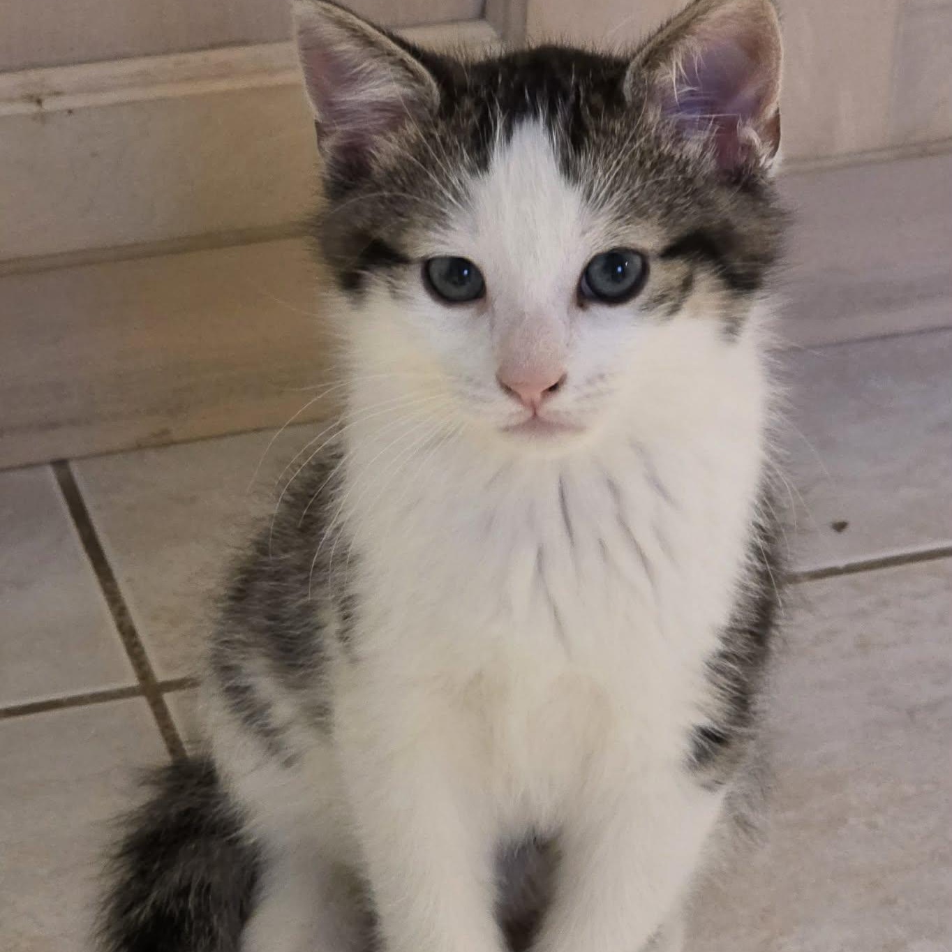 Kenta - A Lovable Kitten!, adoptable, Kitten Male Domestic Short Hair.