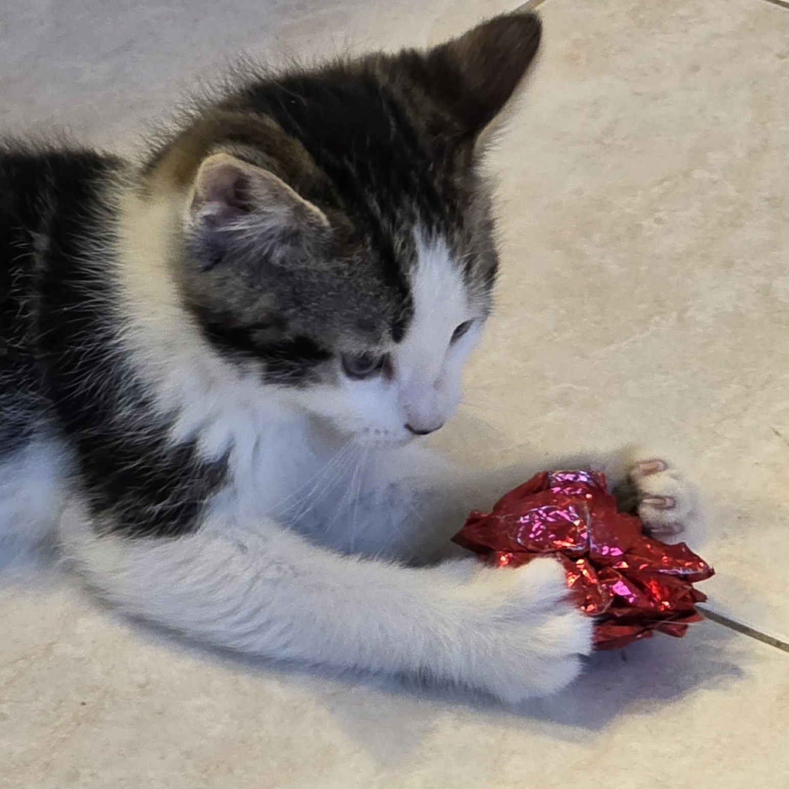 Enlarge Kenta - A Lovable Kitten!, a hold Domestic Short Hair in Hamilton, ON image 2/3