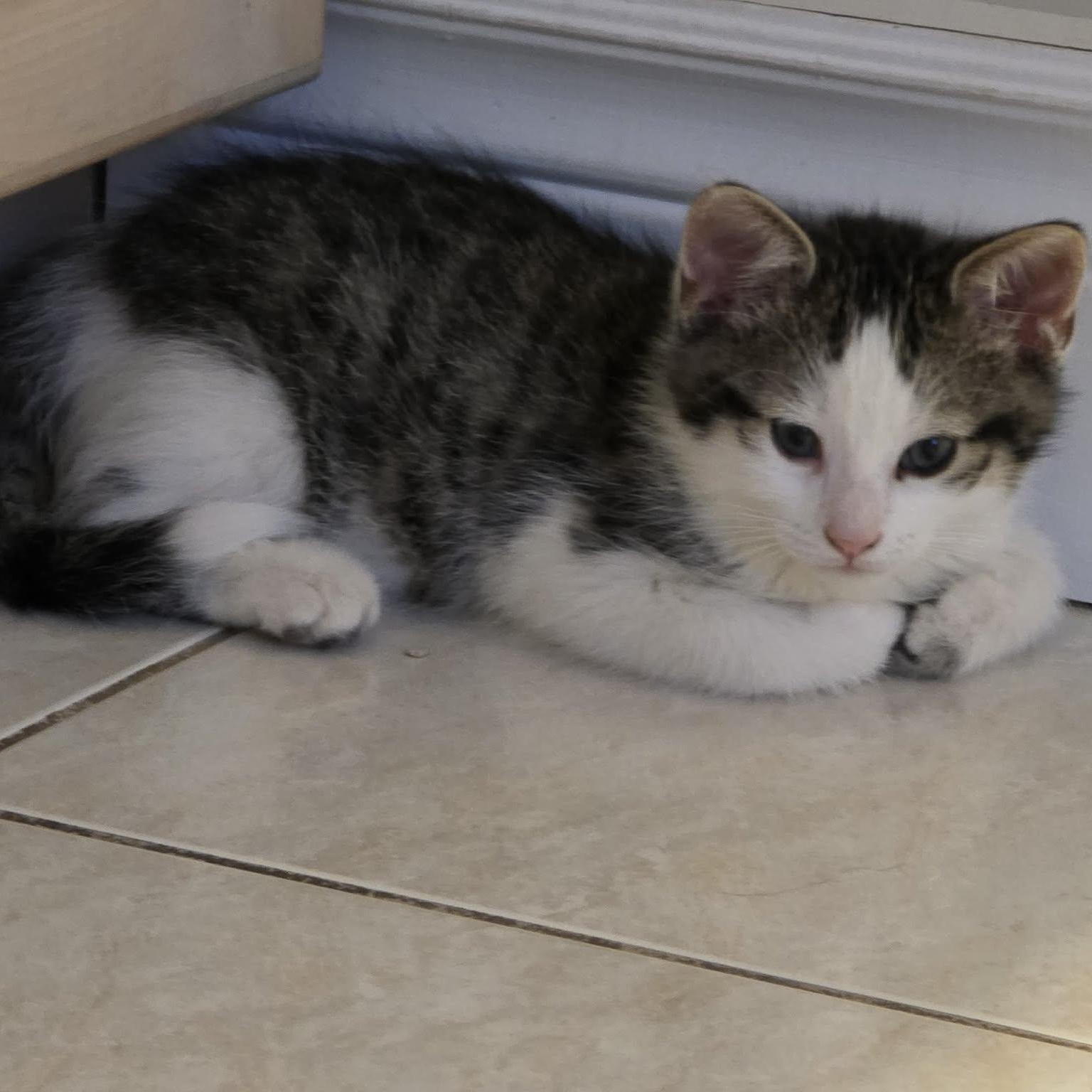 Enlarge Kenta - A Lovable Kitten!, a hold Domestic Short Hair in Hamilton, ON image 3/3