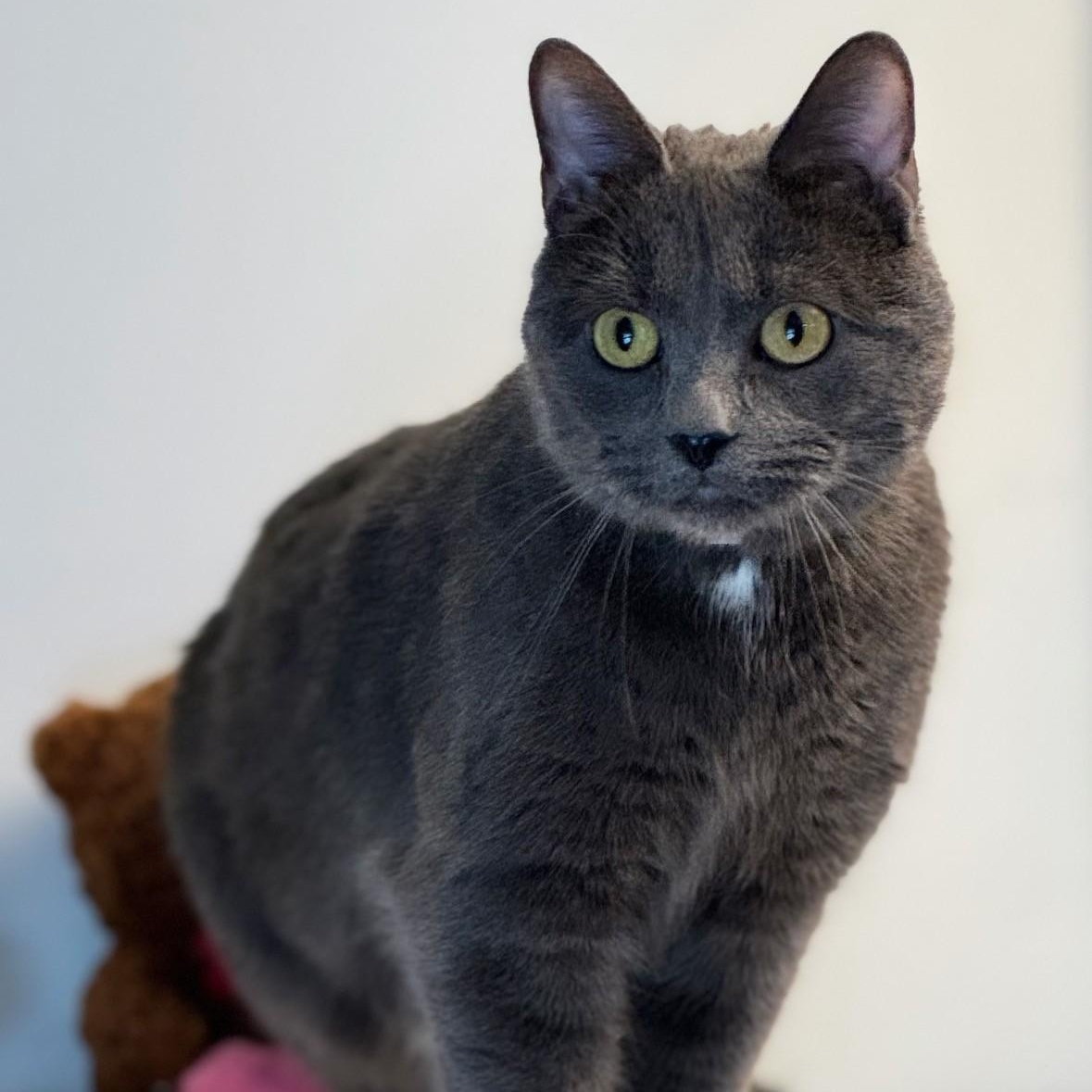 Granite, ADOPTABLE, Young Female Domestic Short Hair.