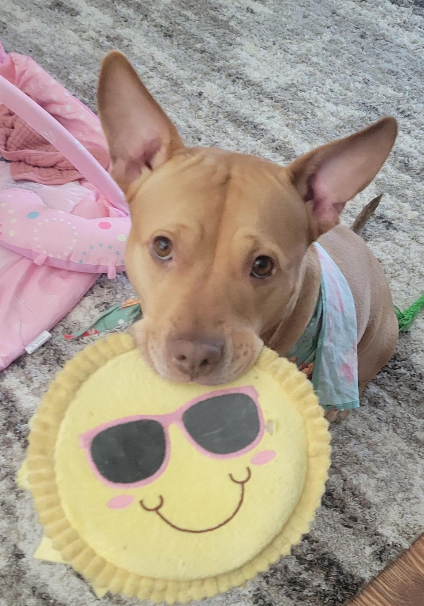 Cali, ADOPTABLE, Adult Female American Staffordshire Terrier.