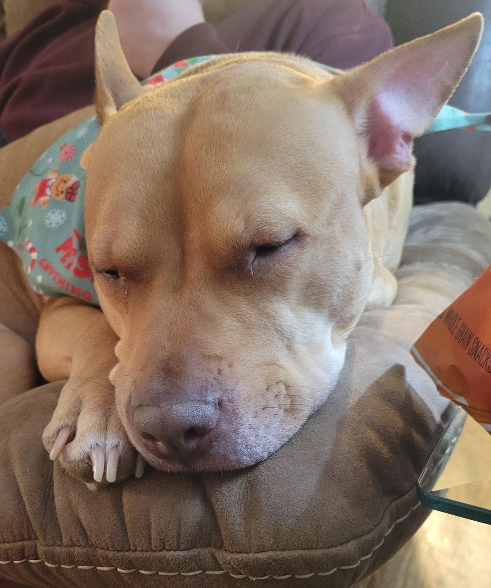 Enlarge Cali, a ADOPTABLE mixed breed in Brunswick, OH image 5/6