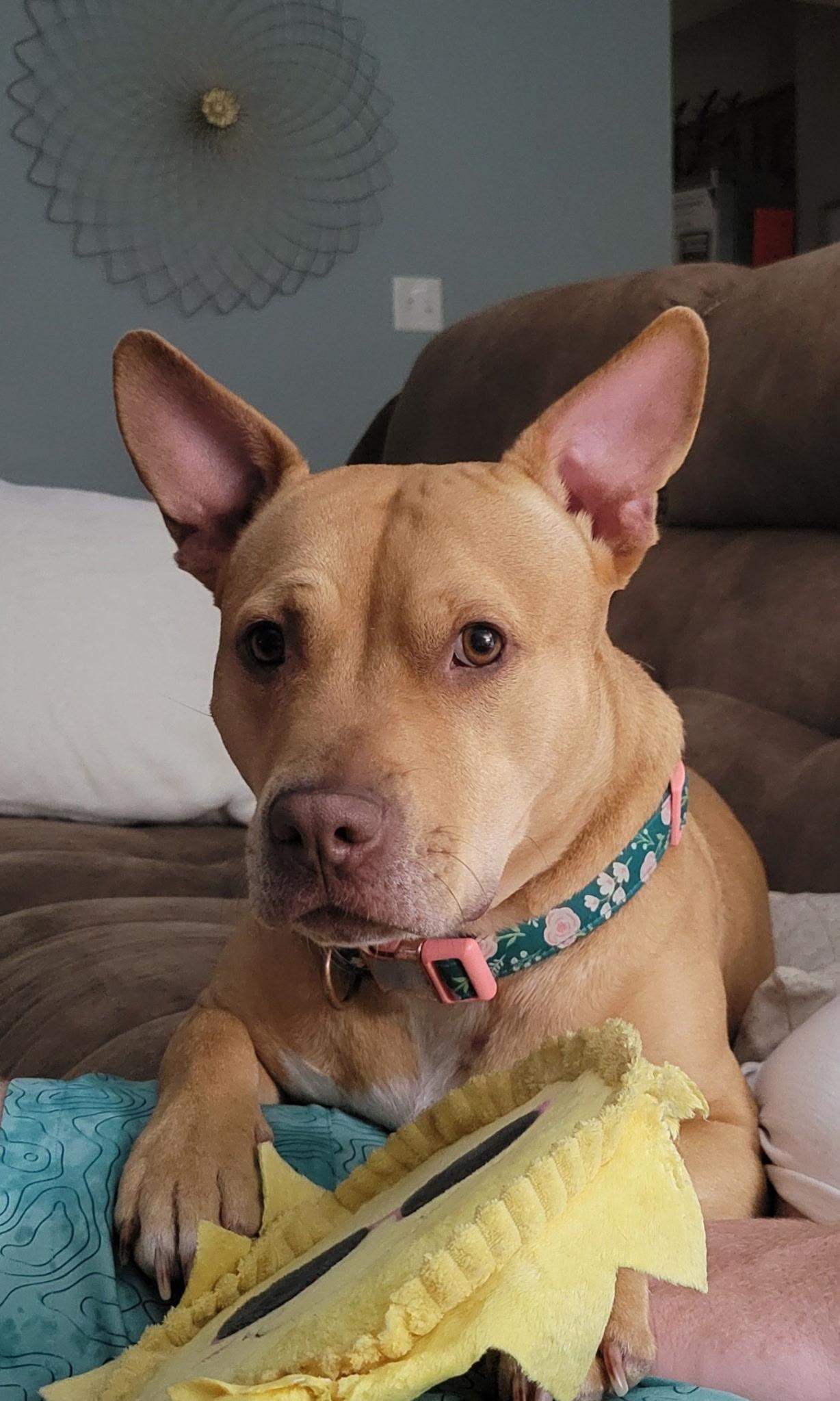 Enlarge Cali, a ADOPTABLE mixed breed in Brunswick, OH image 3/6