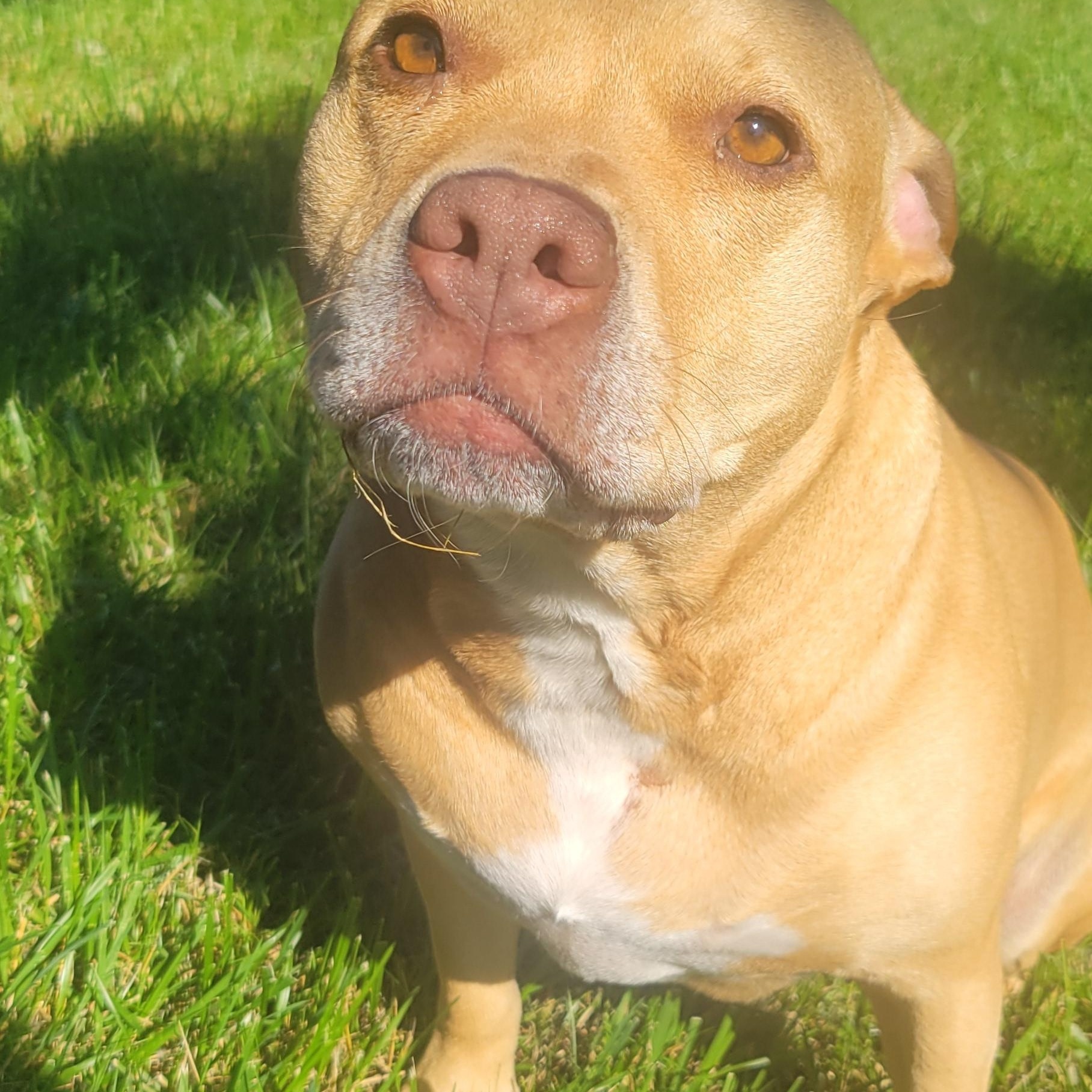 Enlarge Cali, a ADOPTABLE mixed breed in Brunswick, OH image 4/6