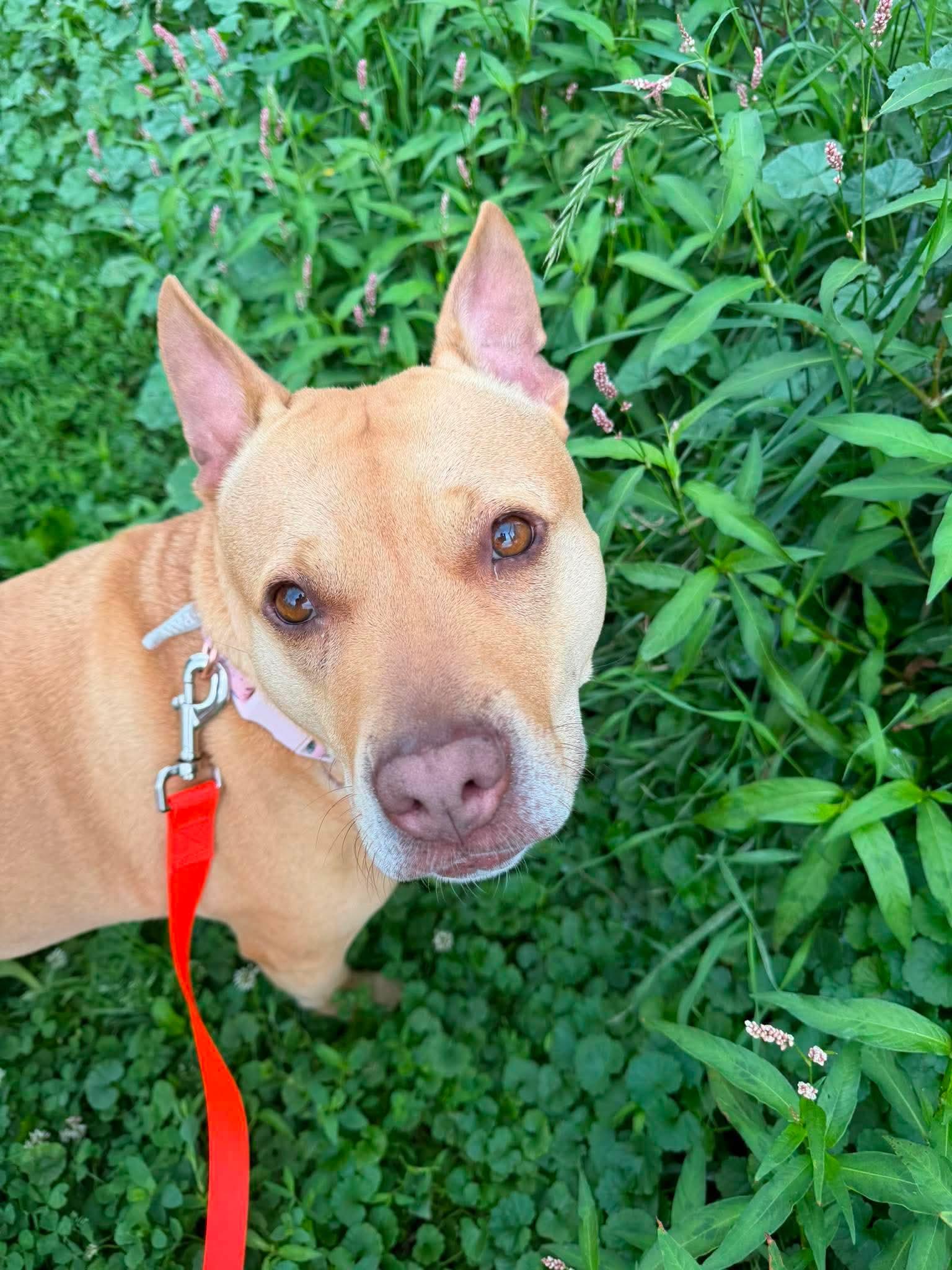 Enlarge Cali, a ADOPTABLE mixed breed in Brunswick, OH image 2/6