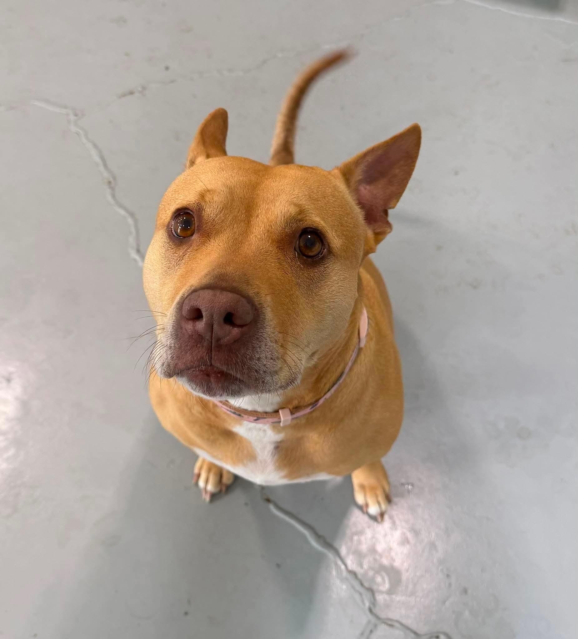 Enlarge Cali, a ADOPTABLE mixed breed in Brunswick, OH image 6/6