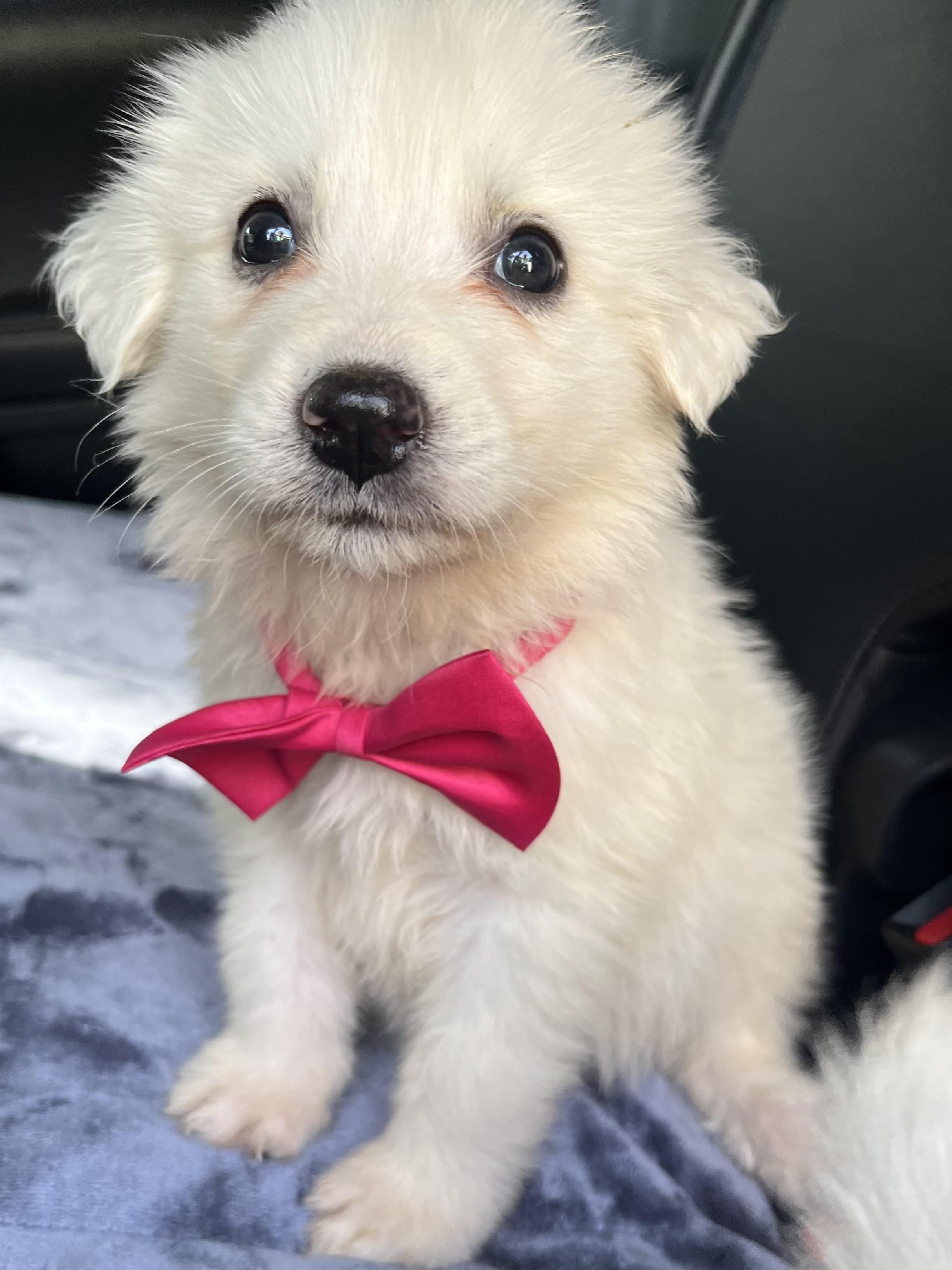 Coconut , a Adoptable Great Pyrenees in Atlanta , GA image 4/6