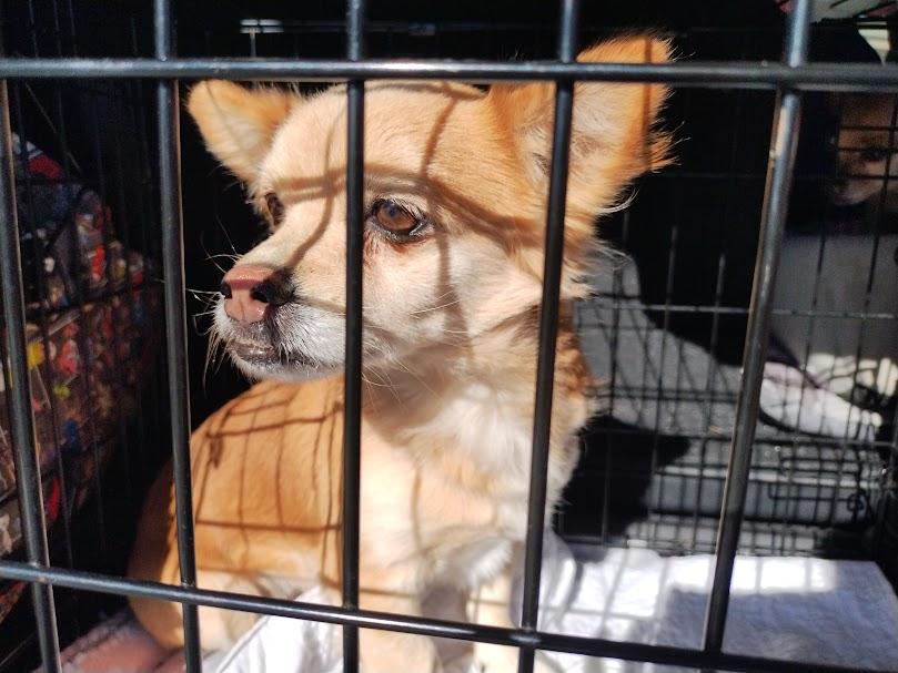 Enlarge Brownie, a Adopted mixed breed in Rio Rico, AZ image 1/5