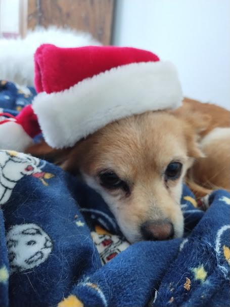 Enlarge Brownie, a Adopted mixed breed in Rio Rico, AZ image 2/5