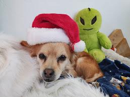 Enlarge Brownie, a Adopted mixed breed in Rio Rico, AZ image 3/5