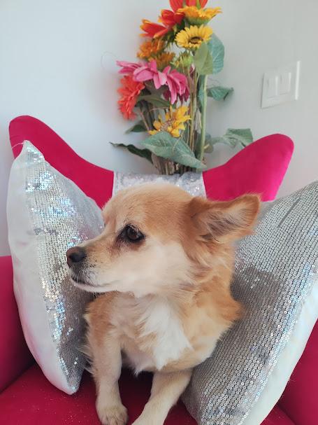 Enlarge Brownie, a Adopted mixed breed in Rio Rico, AZ image 4/5