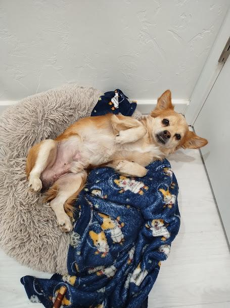 Enlarge Brownie, a Adopted mixed breed in Rio Rico, AZ image 5/5