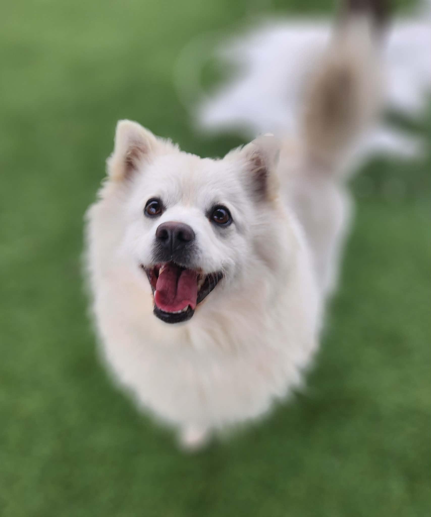 Sheldon , an adopted American Eskimo Dog in Sparta, WI image 1/6