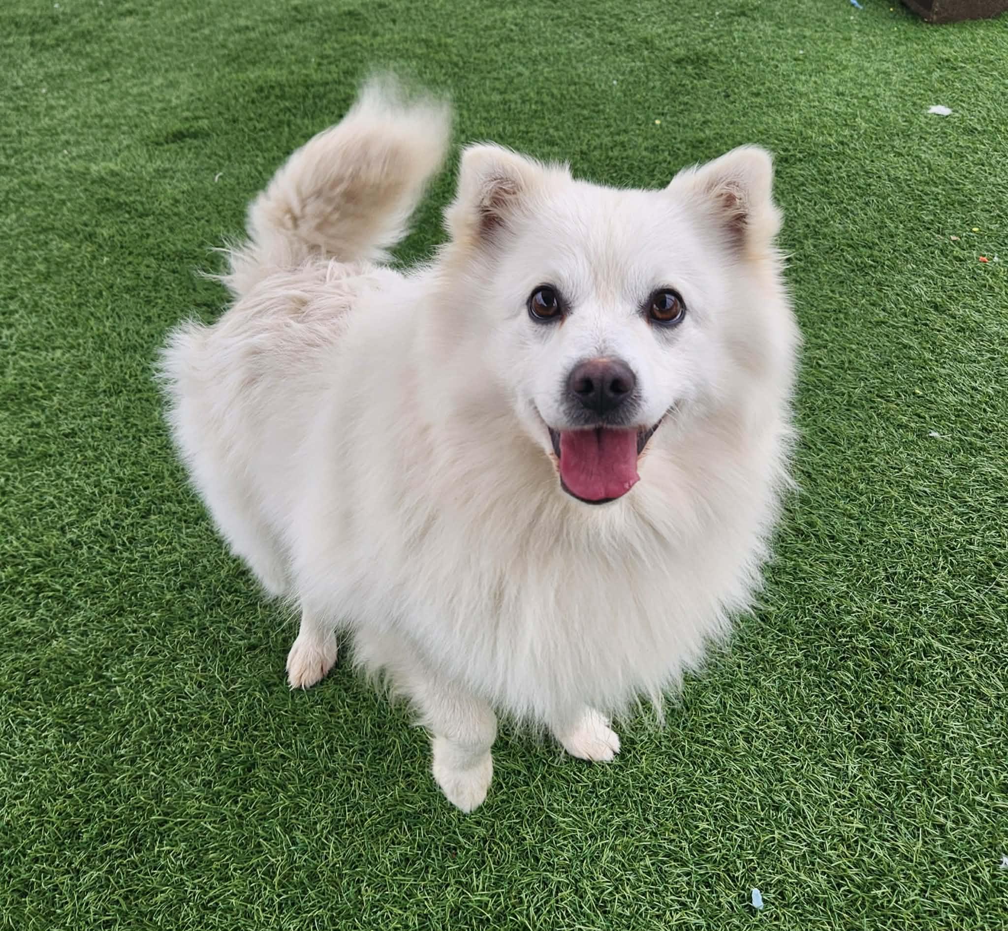 Sheldon , an adopted American Eskimo Dog in Sparta, WI image 4/6