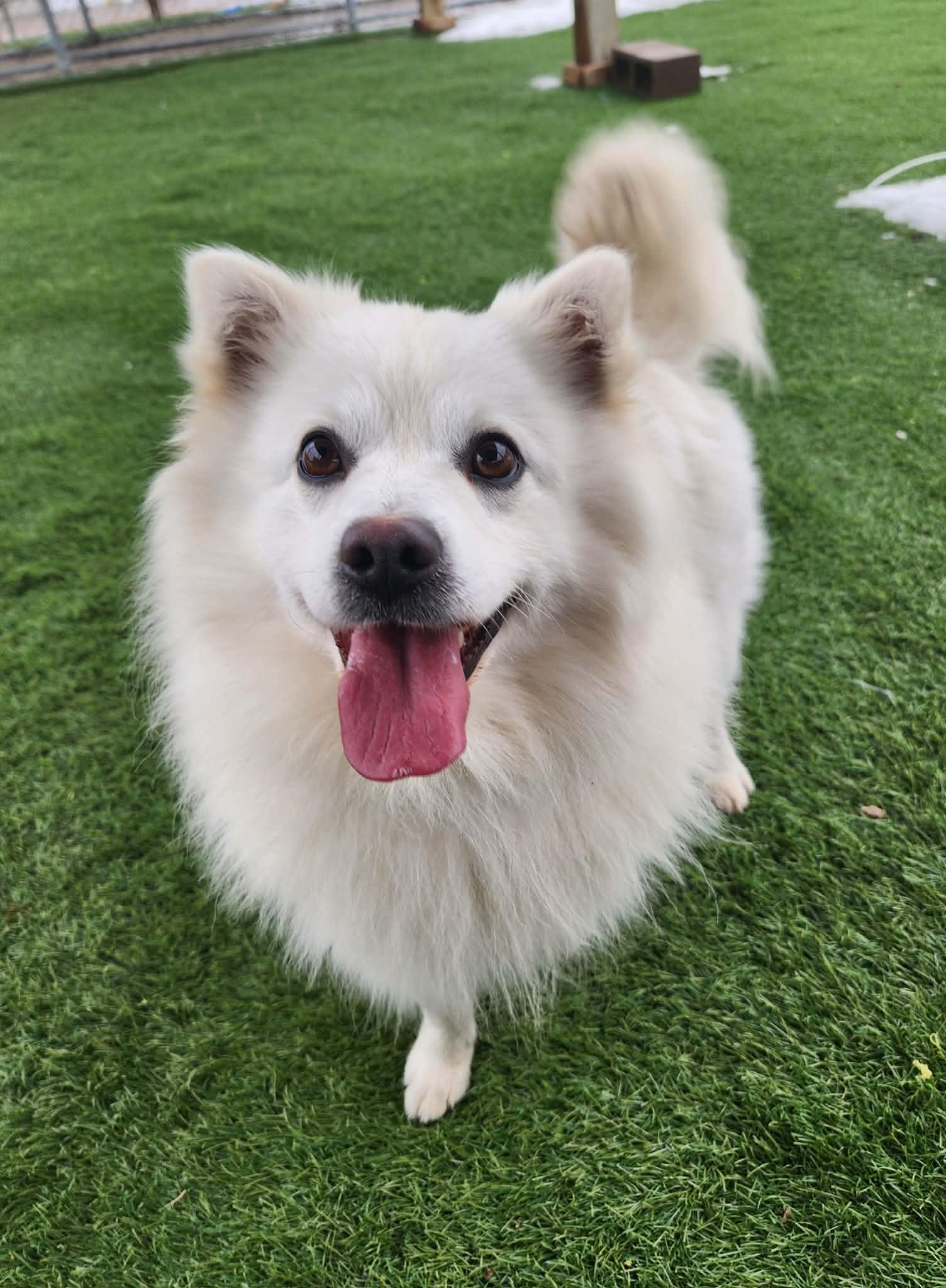 Sheldon , an adopted American Eskimo Dog in Sparta, WI image 6/6