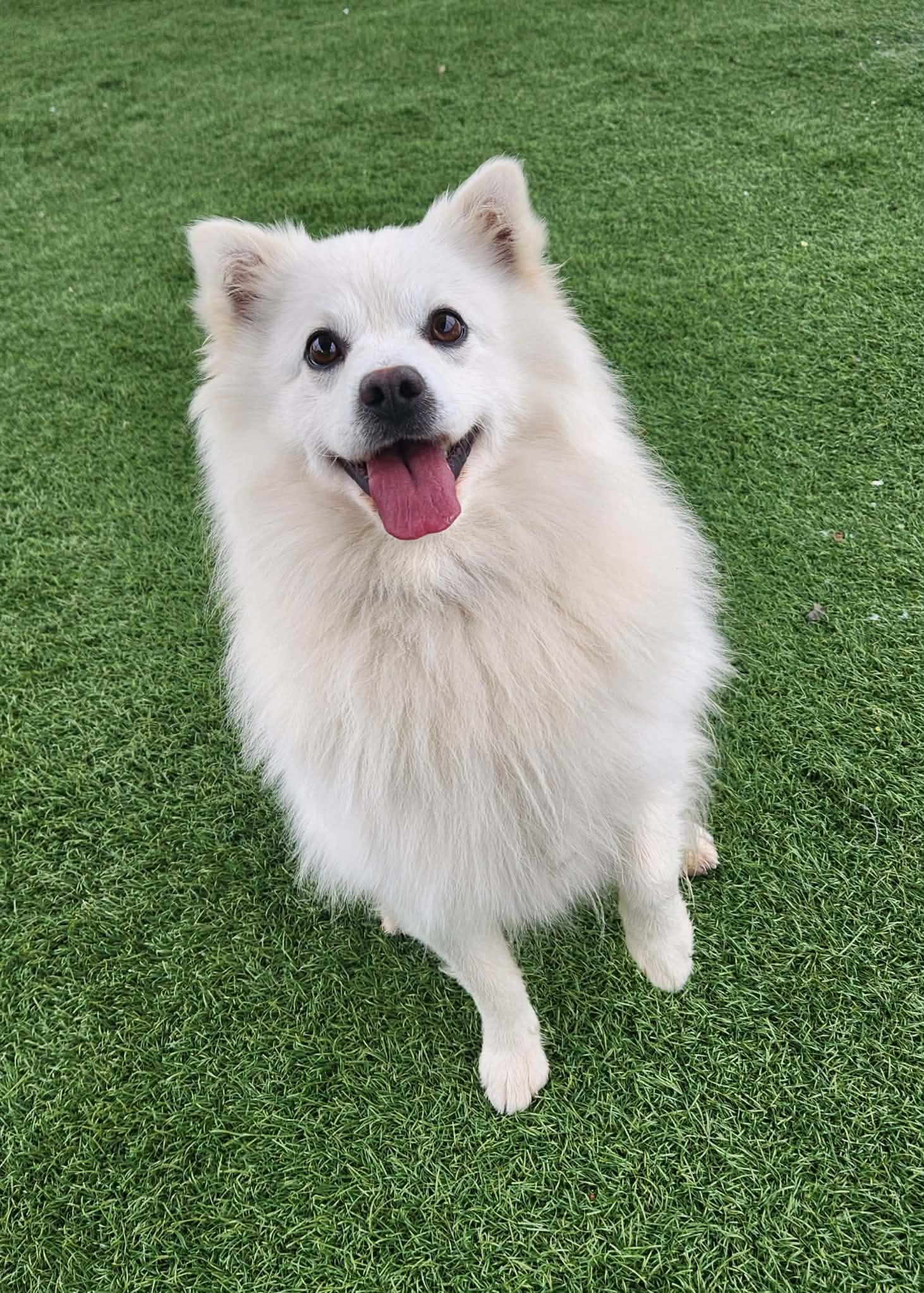 Sheldon , an adopted American Eskimo Dog in Sparta, WI image 2/6