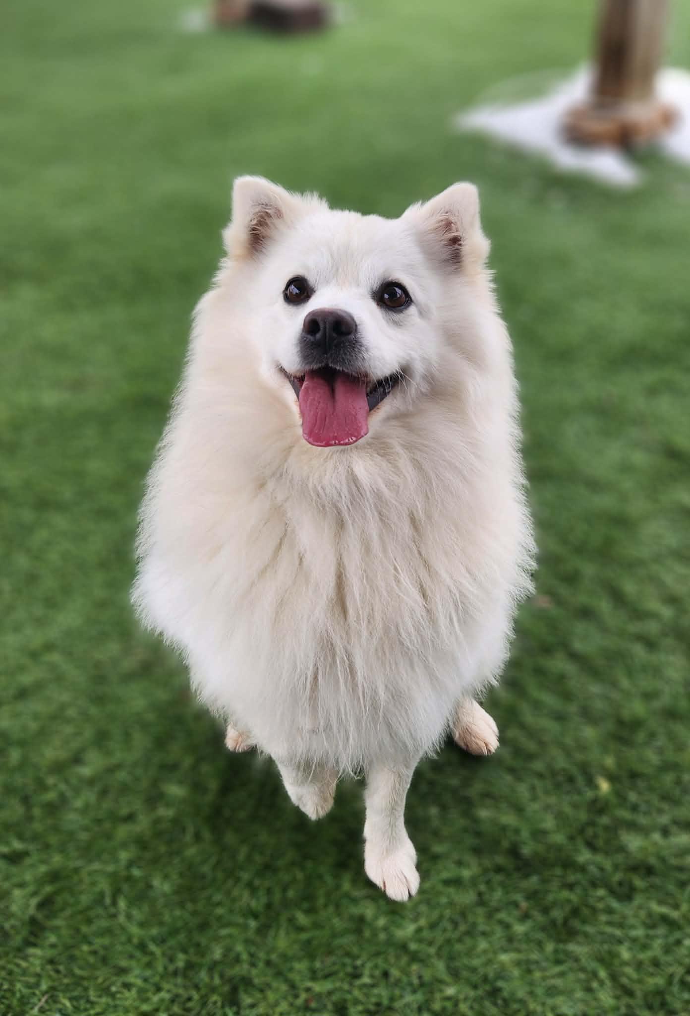 Sheldon , an adopted American Eskimo Dog in Sparta, WI image 3/6