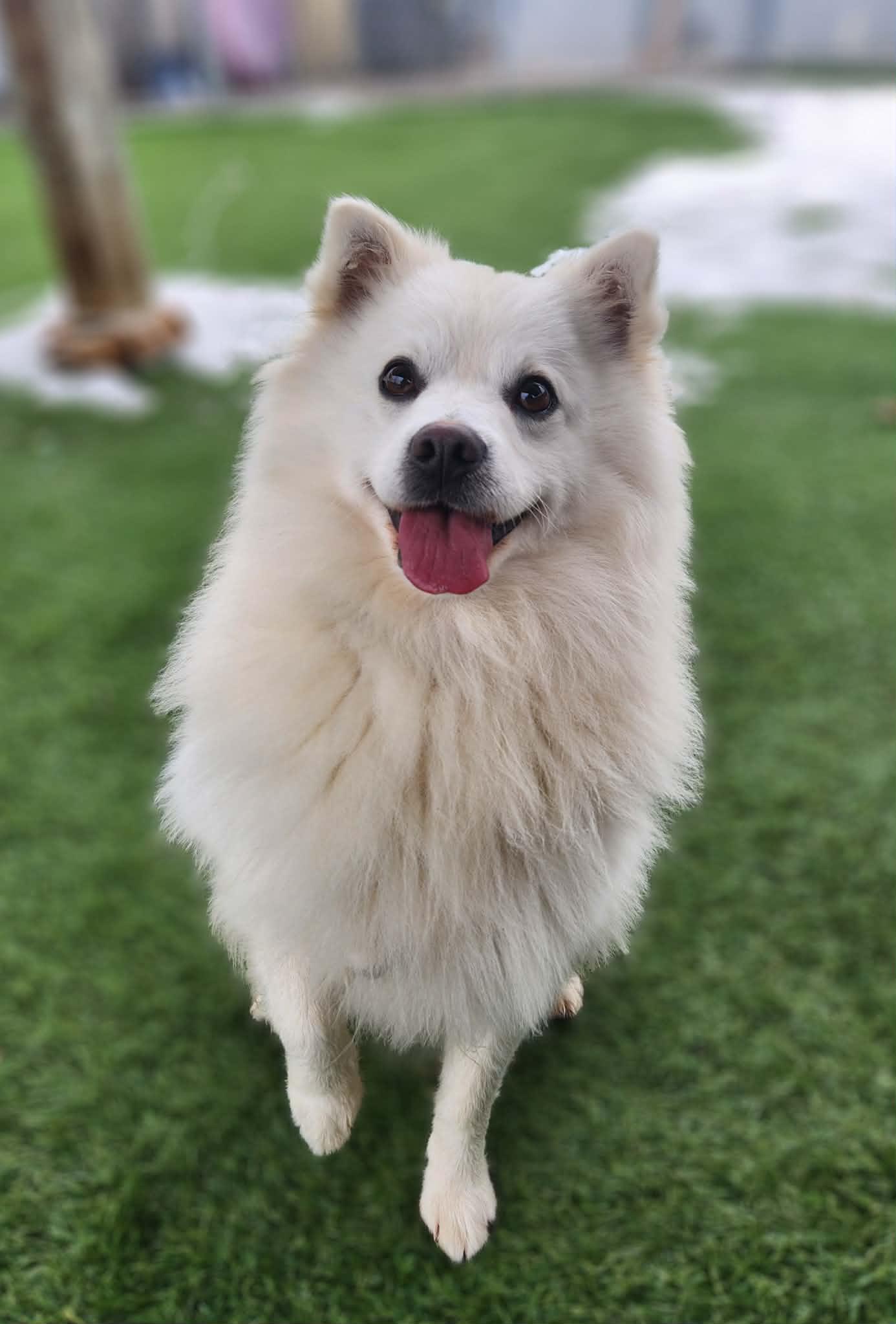 Sheldon , an adopted American Eskimo Dog in Sparta, WI image 5/6