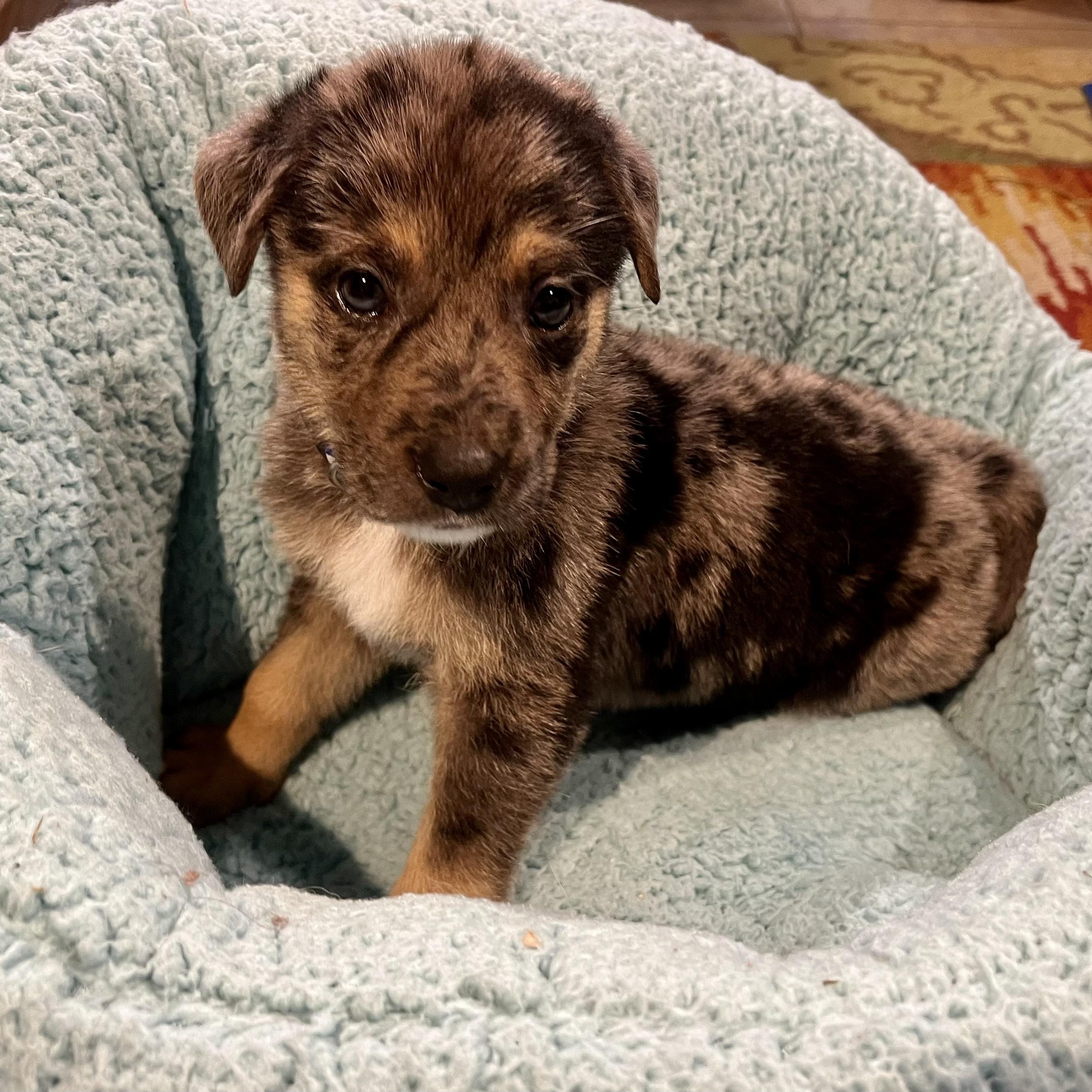 Dog for adoption - Ozzy, a Cattle Dog Mix in Greensboro, NC | Petfinder