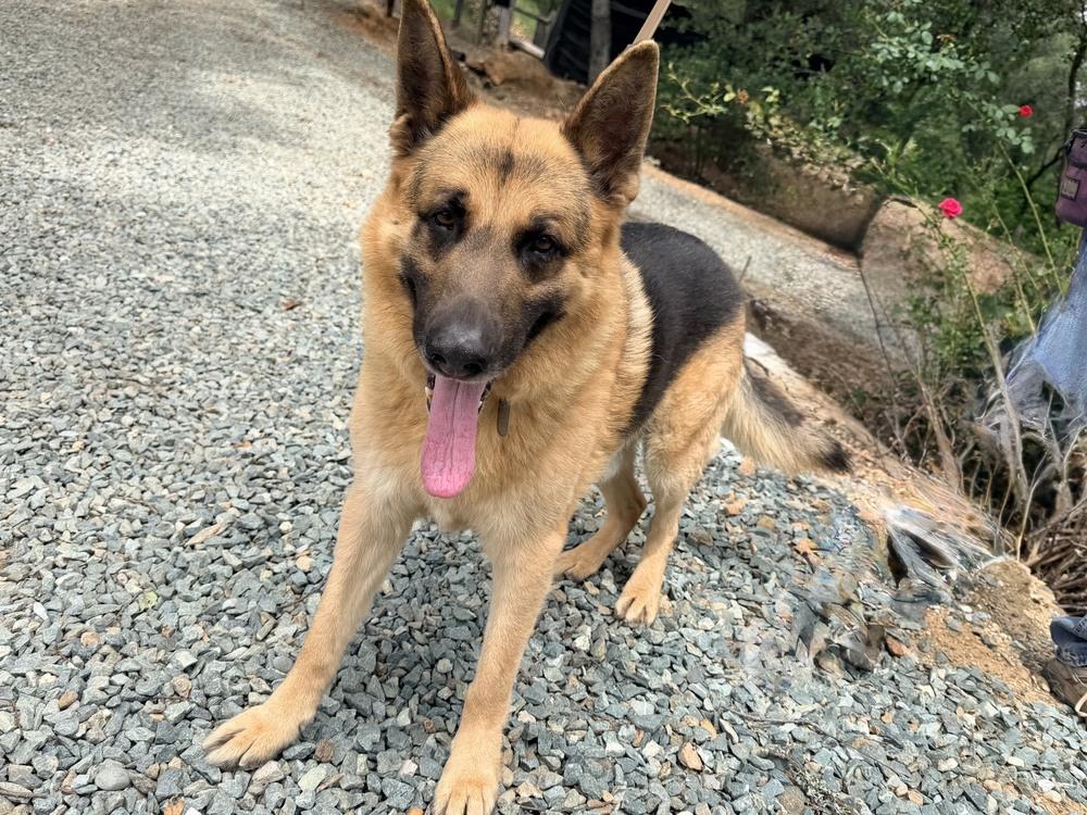 Enlarge Norman, a Adoptable German Shepherd Dog in Shingle Springs, CA image 1/5