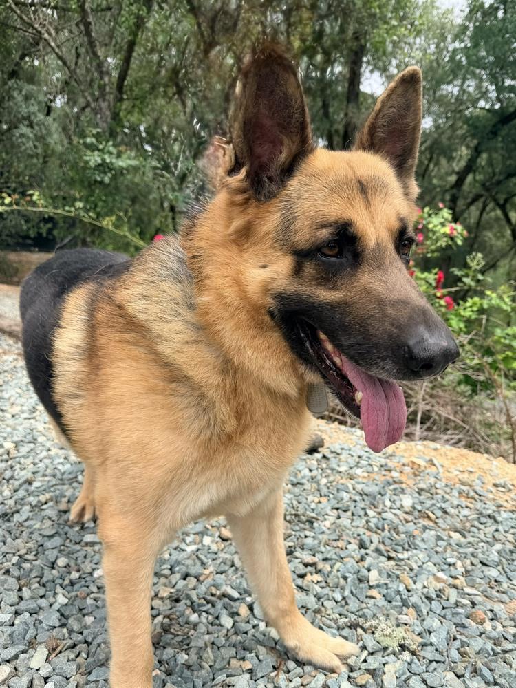 Enlarge Norman, a Adoptable German Shepherd Dog in Shingle Springs, CA image 2/5