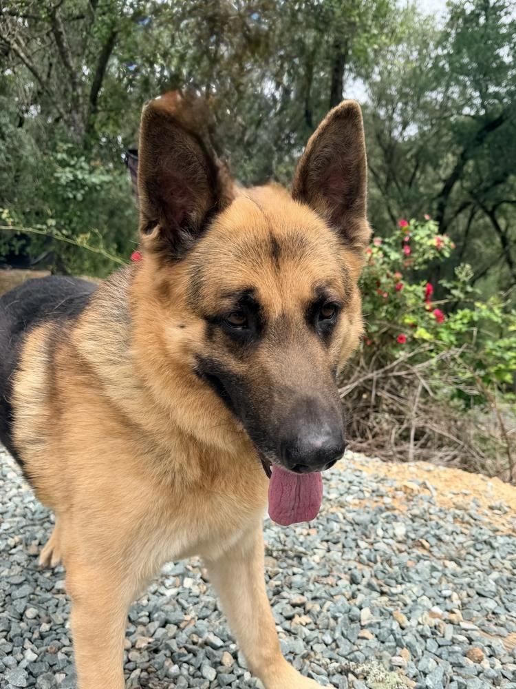 Enlarge Norman, a Adoptable German Shepherd Dog in Shingle Springs, CA image 3/5