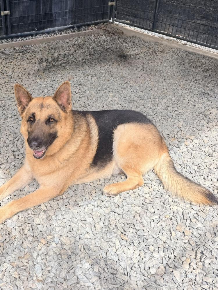 Enlarge Norman, a Adoptable German Shepherd Dog in Shingle Springs, CA image 4/5